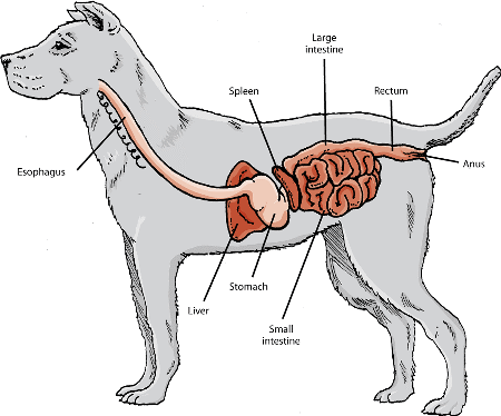 Dog Digestion & Stimulation Support