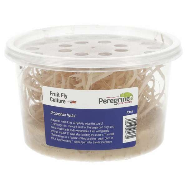 Peregrine Flightless Fruitfly (Drosophila) culture
