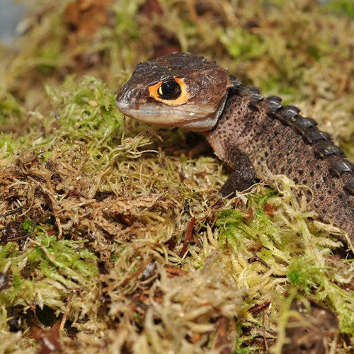 HabiStat Sphagnum Moss