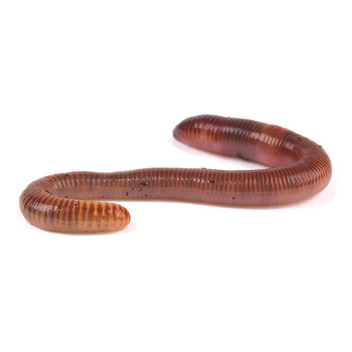 MF earthworms