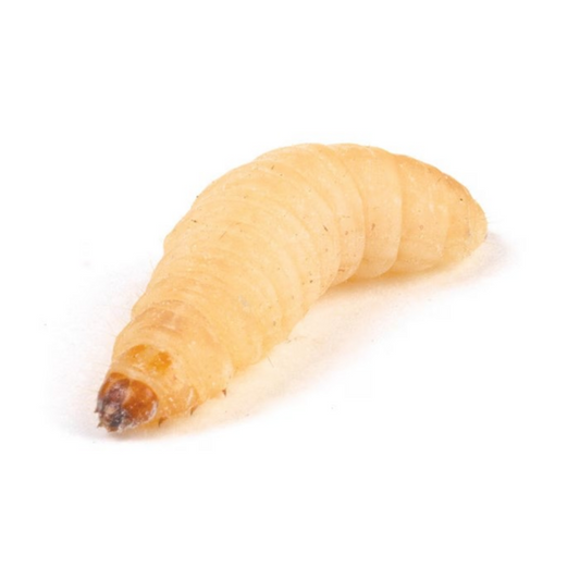 MF Waxmoth Larvae, (Waxworms), 15-20mm
