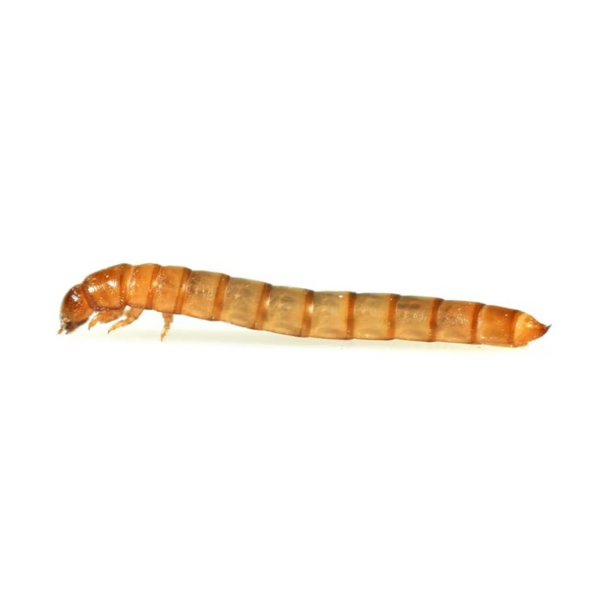 MF Mini Mealworms
