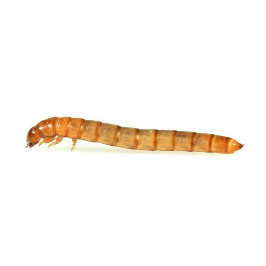 MF Mini Mealworms
