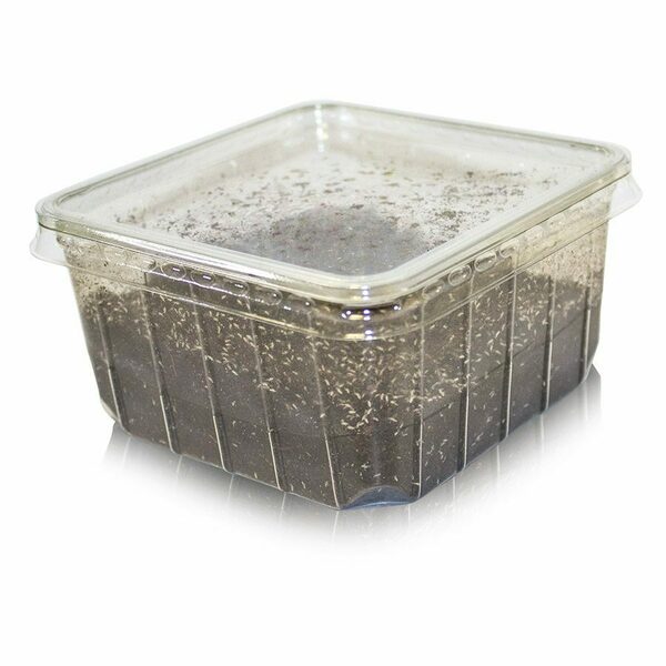 PR Springtails Pre-pack