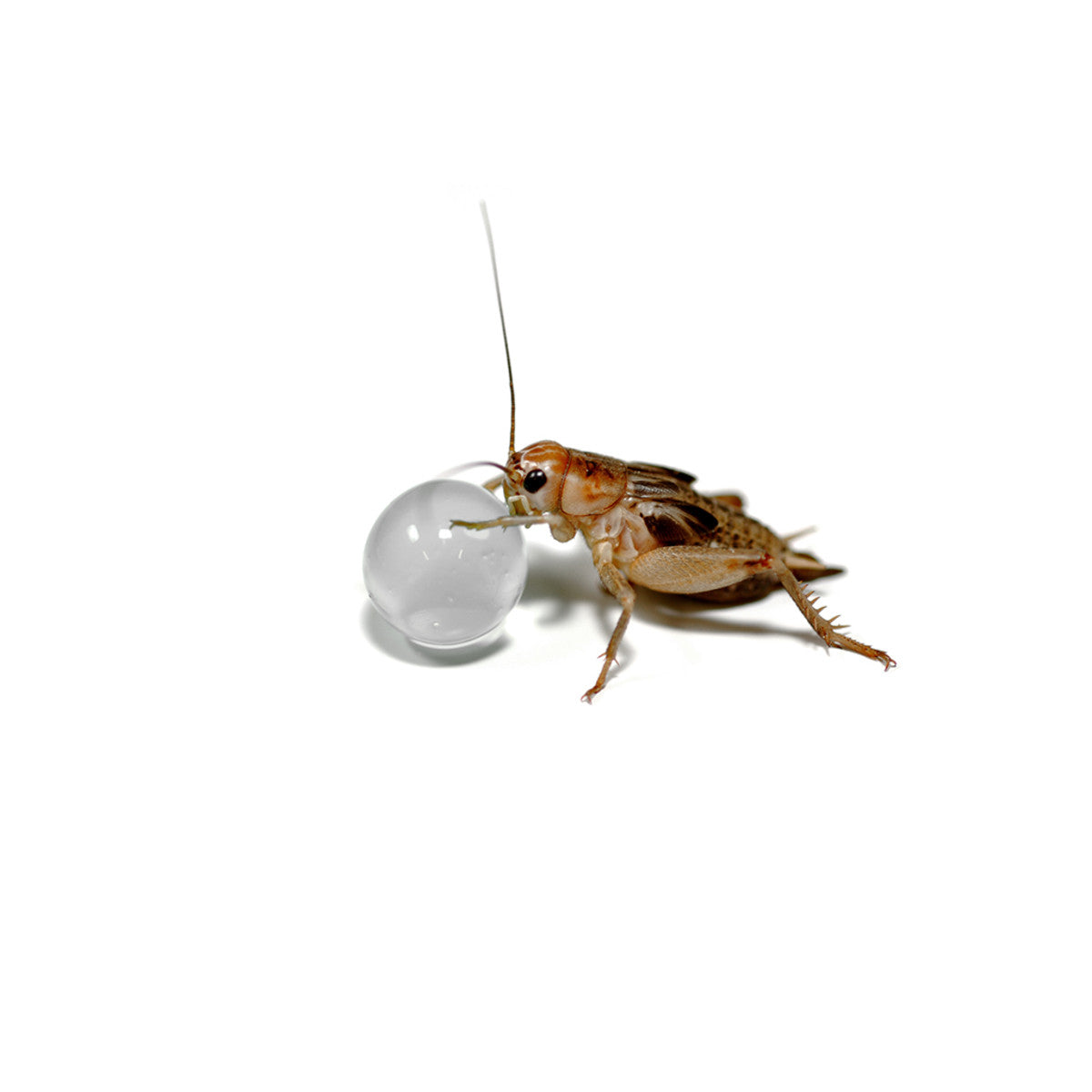 Habistat H2O Balls