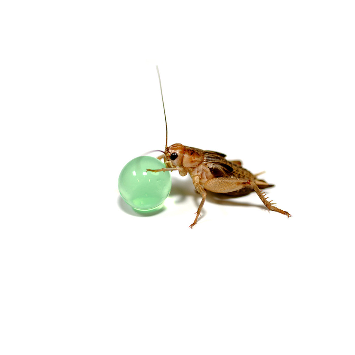 Habistat H2O Balls
