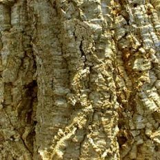 Cork Bark