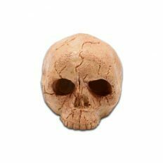 Human Skull Hide