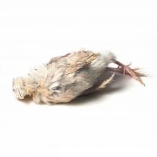 The Best Frozen Food for Exotic Quails is Here!