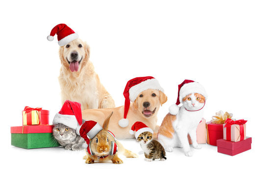 Introducing Our XMAS Emergency Credit: Helping Pet Parents Through the Festive Season