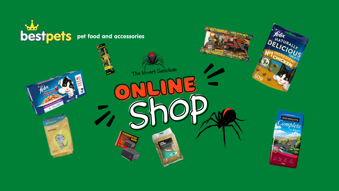 The Invert Sanctum Online Shop Launch