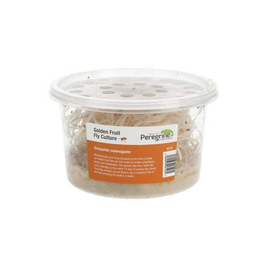 Peregrine Golden Fruit Fly Culture (D.melanogaster)