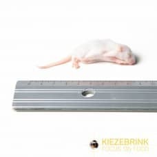 KB Frozen Rats