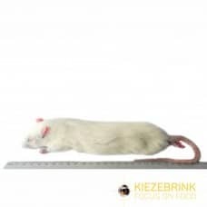 KB Frozen Rats