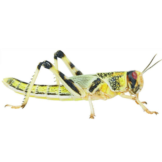PR Locust