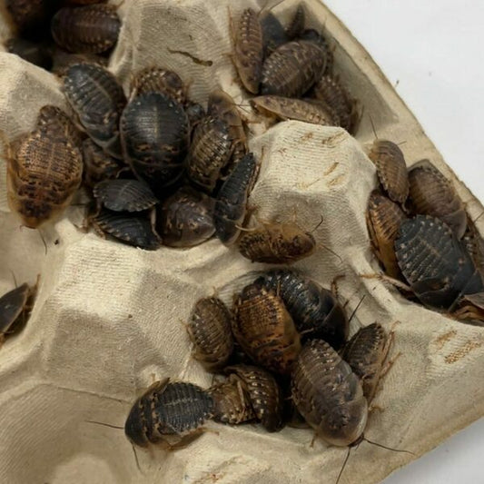 Dubia Cockroaches (Bag of 100)