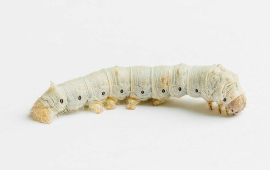 Silkworms