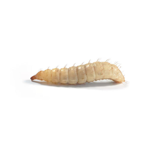 MF Calci worms