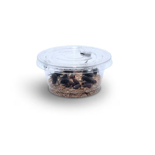 MF Bottlefly casters bulk pot