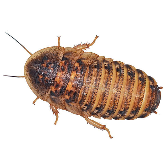 PR Dubia Roaches