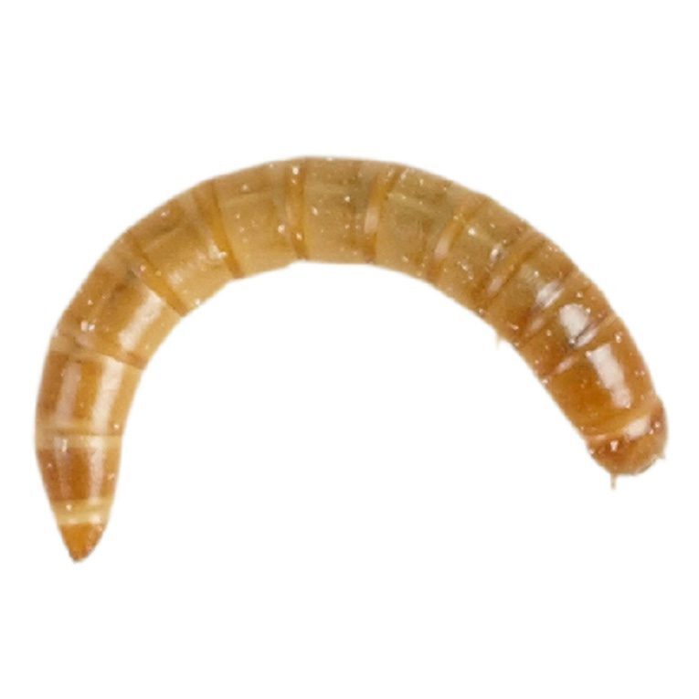 PR Mealworms & Morio worms