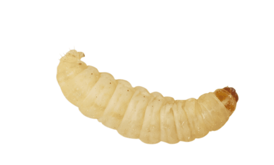 Waxworms 15g (on egg-pack) pre-pack