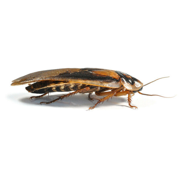 Dubia Roachies