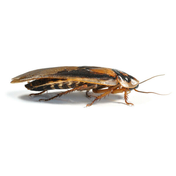 MF Dubia Roachies
