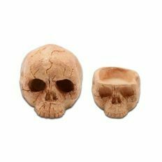 Human Skull Hide & Bowl
