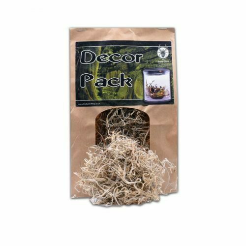 Décor Pack TILLANDSIA MOSS