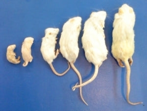 Mice (10 Packs)