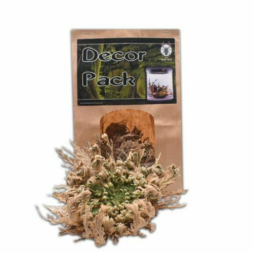 Décor Pack ROSE OF JERICHO