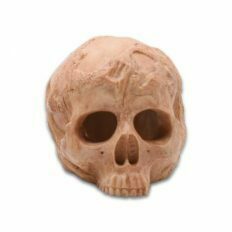 Human Skull Hide